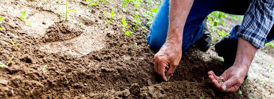 Gardening services in Hyderabad