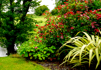 gardening services in hyderabad