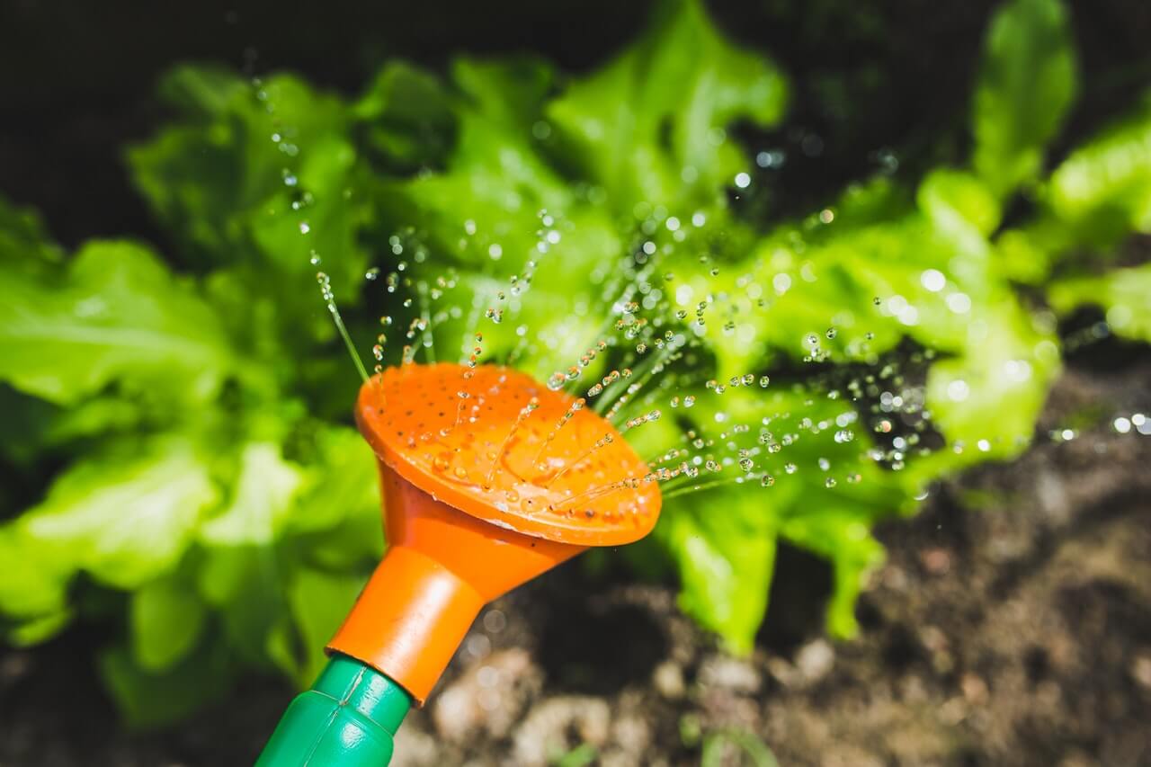 Gardening Services in Hyderabad – Balcony Garden Setup